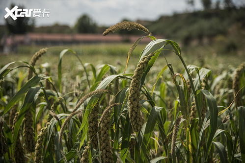 感受京西原生态 奔驰GLB蔚县自驾之旅，稻谷间的诗意探寻