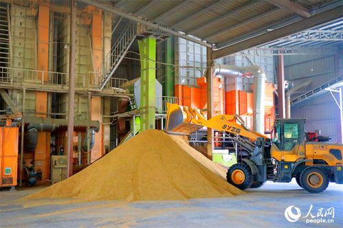 抢收稻谷助归仓，彭泽农忙展丰景