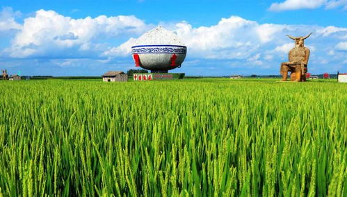 老字号稻谷产品添柴助力江城文旅热