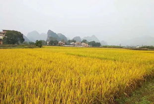 稻谷丰收节 七月盛典，共庆丰收