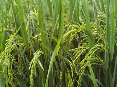 抽穗的期许，稻谷的丰饶