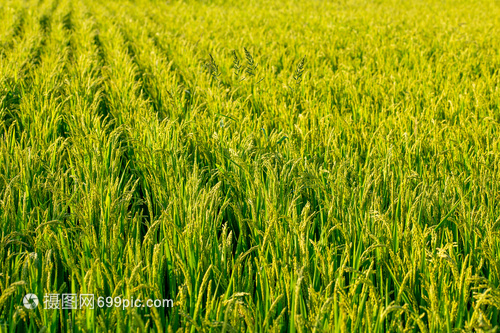 金色田野的希望 探访五常大米水稻种植现场