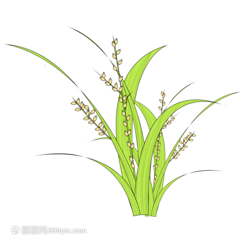 一株水稻的生命礼赞