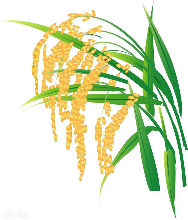 从一粒稻谷到满园金黄 水稻矢量图绘制的艺术与科学