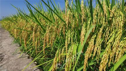 秀山水稻喜迎丰收 万亩金穗待开镰