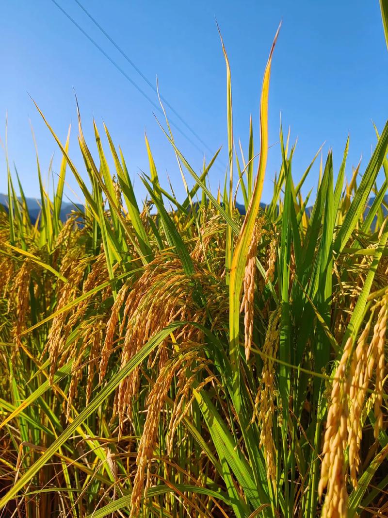 金秋十月稻香时