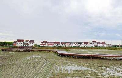 上海金山 “小米粒”铺就乡村振兴新“稻”路