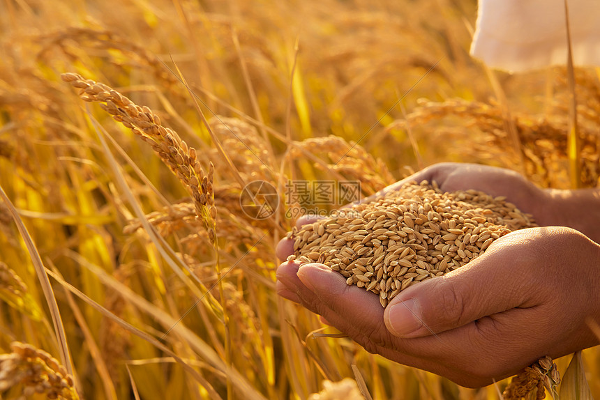 稻谷的丰收之歌 从田间到餐桌的旅程