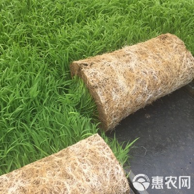 穴盘育秧硬盘 工厂化水稻育秧的现代化利器