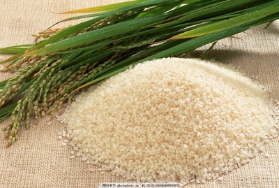 大米与稻谷 从田间到餐桌的生命之源