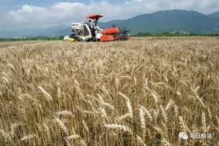 深度解析国家政策性粮食拍卖底价公布 小麦稻谷玉米同是主粮命不同，稻谷路在何方？