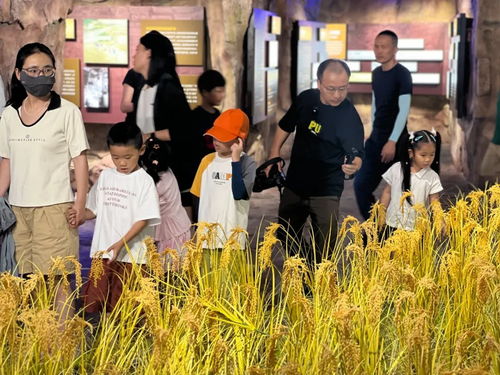 松江田园课堂 暑假里的稻谷之旅